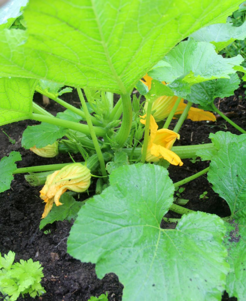 Härlig syn i köksträdgården. Kulinariska små zucchini och goda blommor.