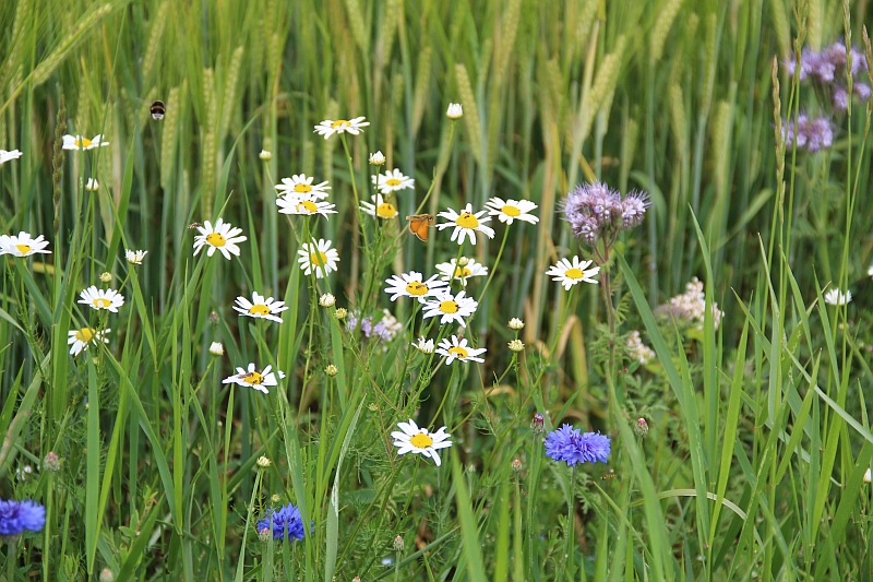 Blommor för bin huvudbild