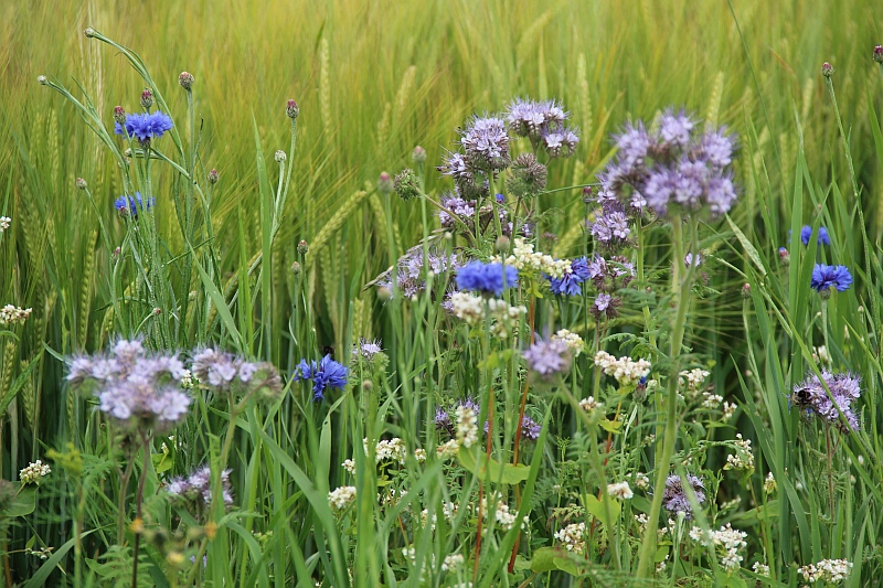 Blommor för bin2