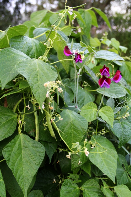 Snyggt i köksträdgården. Borlotti  och siciliansk luktärt.