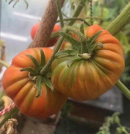 Provodling tomater
